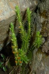 Huperzia australiana. Mature plant growing amongst rocks. Image: L.R. Perrie © Leon Perrie CC BY-NC 4.0